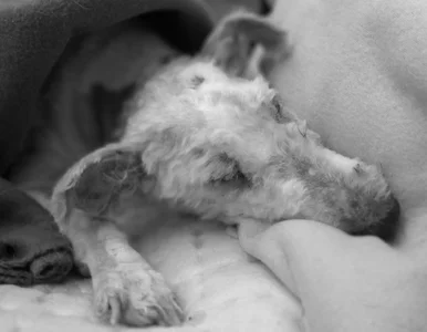 Miniatura: Pijana wyrzuciła psa z balkonu z drugiego...