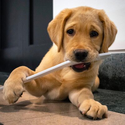 Miniatura: Barclay został maskotką drużyny hokejowej....