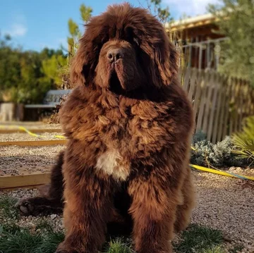 Nowofundlandy w obiektywie włascicieli 