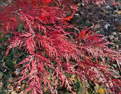 Miniatura: Klon ‘Red Dragon’: spektakularny ogród...