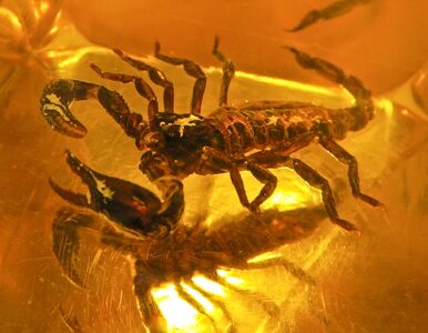 Wiózł 607 skorpionów "na prywatny użytek"