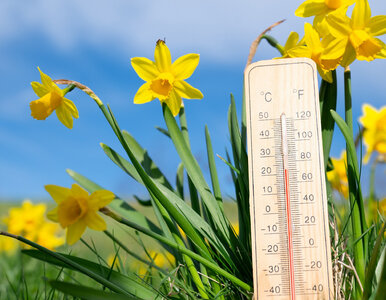 Miniatura: Dwa dni wysokich temperatur i koniec. Na...