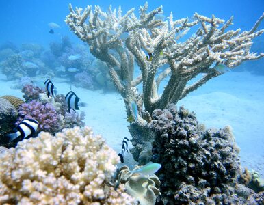 Miniatura: Co dalej z rafami koralowymi? Prognozy nie...