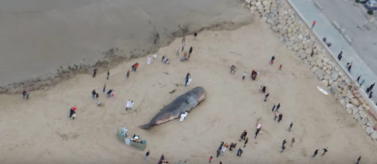 Sztuczny wieloryb w Walencji 