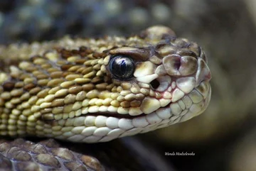 GRZECHOTNIK STRASZLIWY-Tropical rattlesnake ( crotalus durissus)