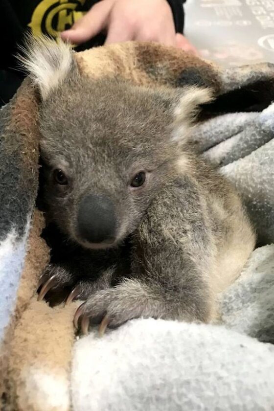 Uratowany koala 