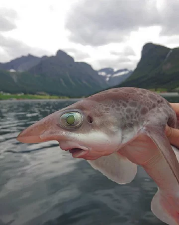 Fotografie ryb autorstwa Romana Fedorstova 