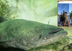 Miniatura: 11-latek złowił rybnego potwora, miałby...