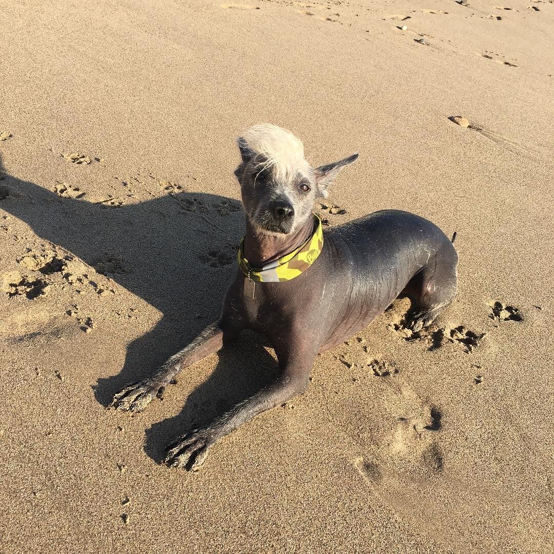 Maya Poke Xoloitzcuintle 