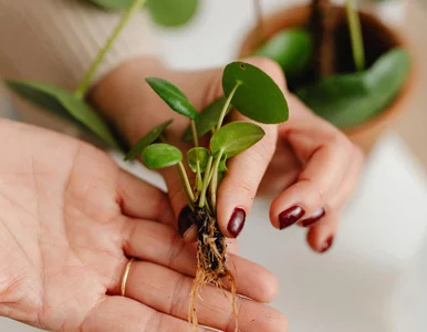 Miniatura: Masz pieniążka? Te małe „odrosty” to nowe...