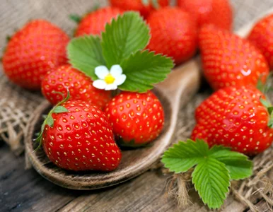 Miniatura: Nie męczyć truskawek