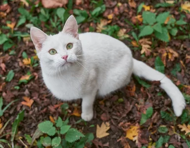 Miniatura: Gen, który daje urodę i odbiera słuch....