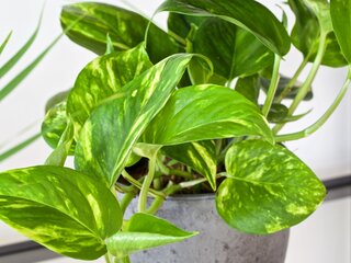 Epipremium złociste