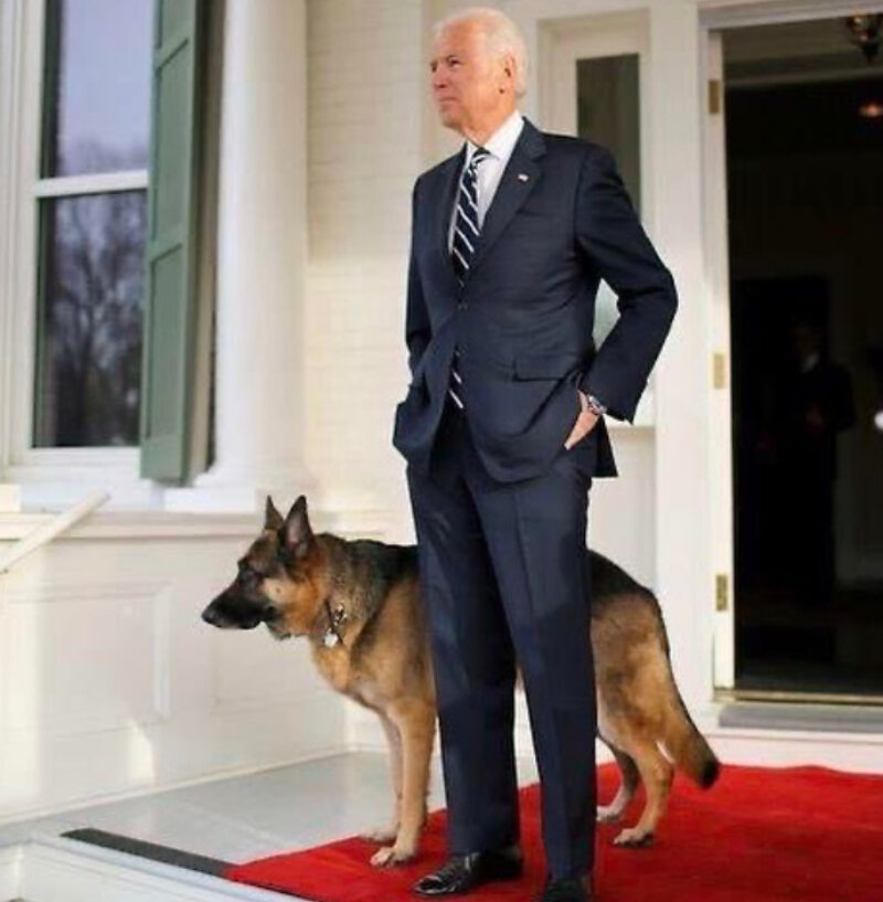 Champ i Major – psy Bidenów, które zamieszkają w Białym Domu 