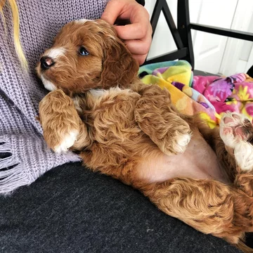 Psy rasy Golden Retriever 