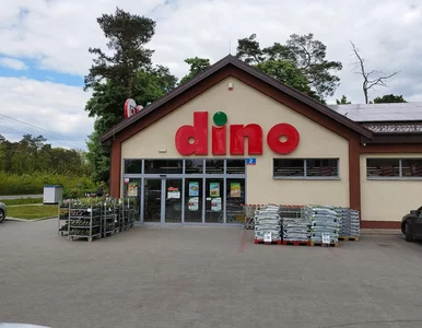 Miniatura: Od rana zaczęło się w Dino. Pieczesz na...