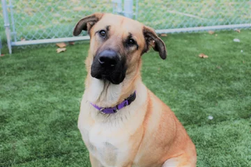 Suczka, która zaopiekowała się kociętami 