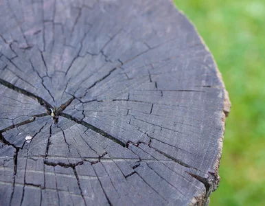 Miniatura: Nawierć, wsyp i poczekaj – pień po ściętym...