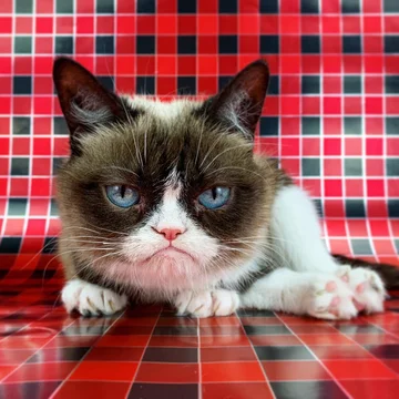 Grumpy Cat 