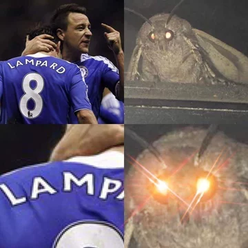 Mem z ćmą 