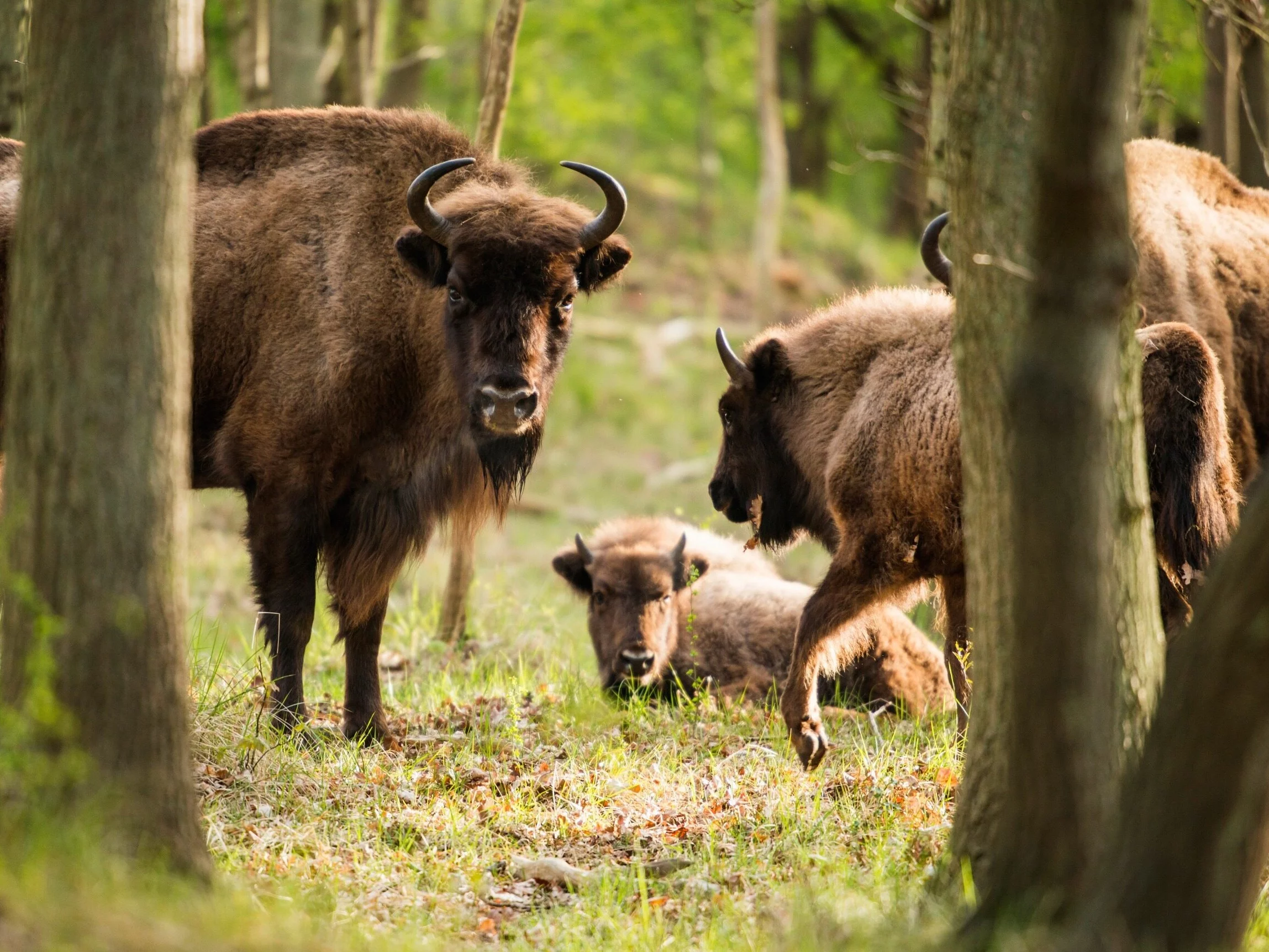Quiz ortograficzny z nazwami zwierząt. Tutaj trzeba zdobyć 100 proc.