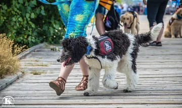 Podopieczni Country Inn Working Service Dogs 