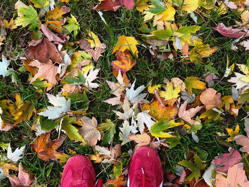 Jesienne liście to świetny materiał do ściółkowania