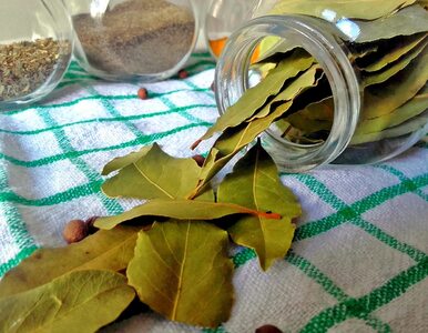 Miniatura: Dlaczego usuwamy z potraw liście laurowe?