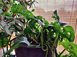 Pi oznak, e monstera potrzebuje wicej wiata. To wane zim!  Dom  Wprost
