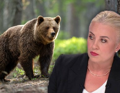 Miniatura: Posłanka PiS o ataku niedźwiedzia. Za...