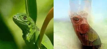 Obrazy "zrekonstruowane" przez sztuczną inteligencję 