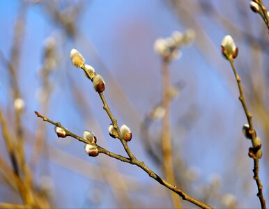 Miniatura: Antycyklony w akcji. Polacy poczują wiosnę