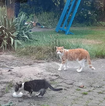 Pierwszy posiłek Charliego pod okiem Stavrosa 