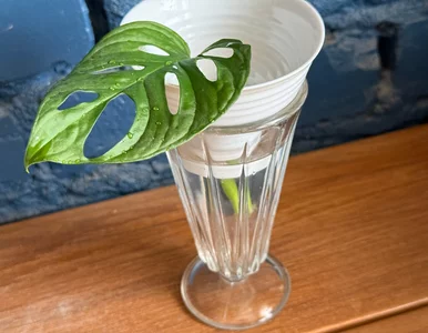 Miniatura: Włóż liść monstery do wody. Jeden szczegół...