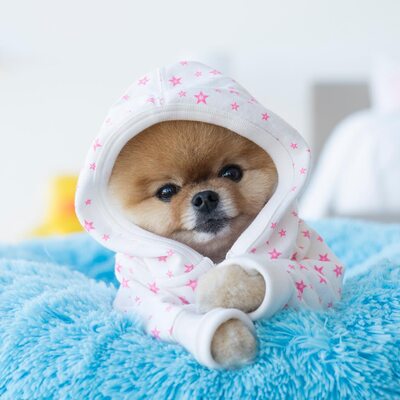 Miniatura: Jiffpom jest najpopularniejszym psem na...