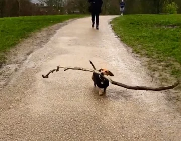 Bosco, jamnik, który został „królem patyków” 