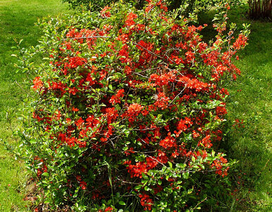 Miniatura: Najpierw wygląda jak płomień, potem...