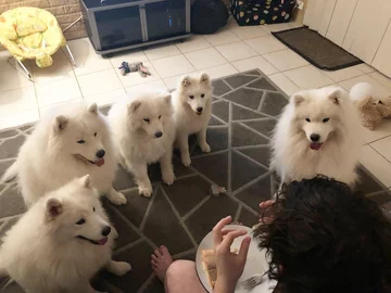 Samojedy i rodzina Sary Hegarty 