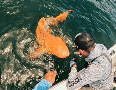 Miniatura: Złowili pomarańczowego rekina. Wędkarze...