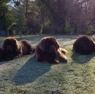 Nowofundlandy w obiektywie włascicieli 