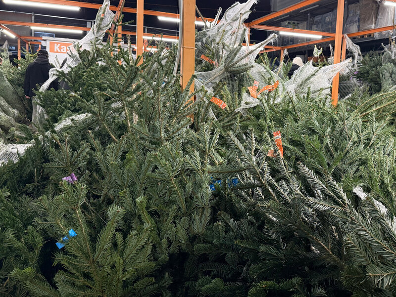 Sprzedaż choinek rozpoczęła się na&nbsp;dobre &ndash; eksperci podpowiadają, kt&oacute;re drzewka są ekologiczne, trwałe i&nbsp;warte swojej ceny