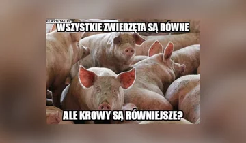 Memy po zapowiedziach o programie "500 plus dla krów" 