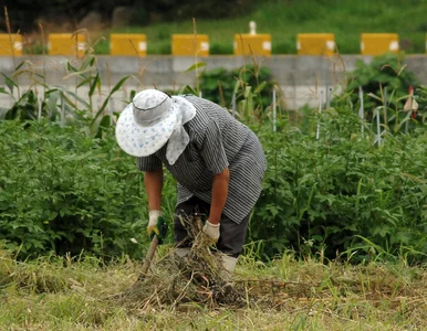 Miniatura: Kto będzie zbierał truskawki? Brakuje...