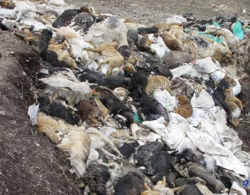 Więcej zdjęć: http://www.stopmordowaniu.pl