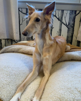 Miniatura: Pies Cleo wyglądem przypomina żyrafę....