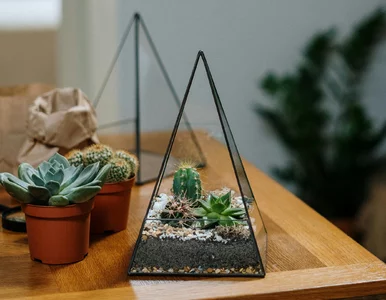 Miniatura: Terrarium dla sukulentów, czyli rośliny w...