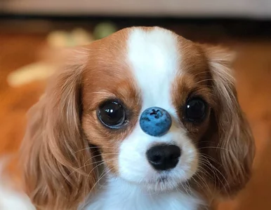 Miniatura: Uroczy cavalier king charles spaniel...