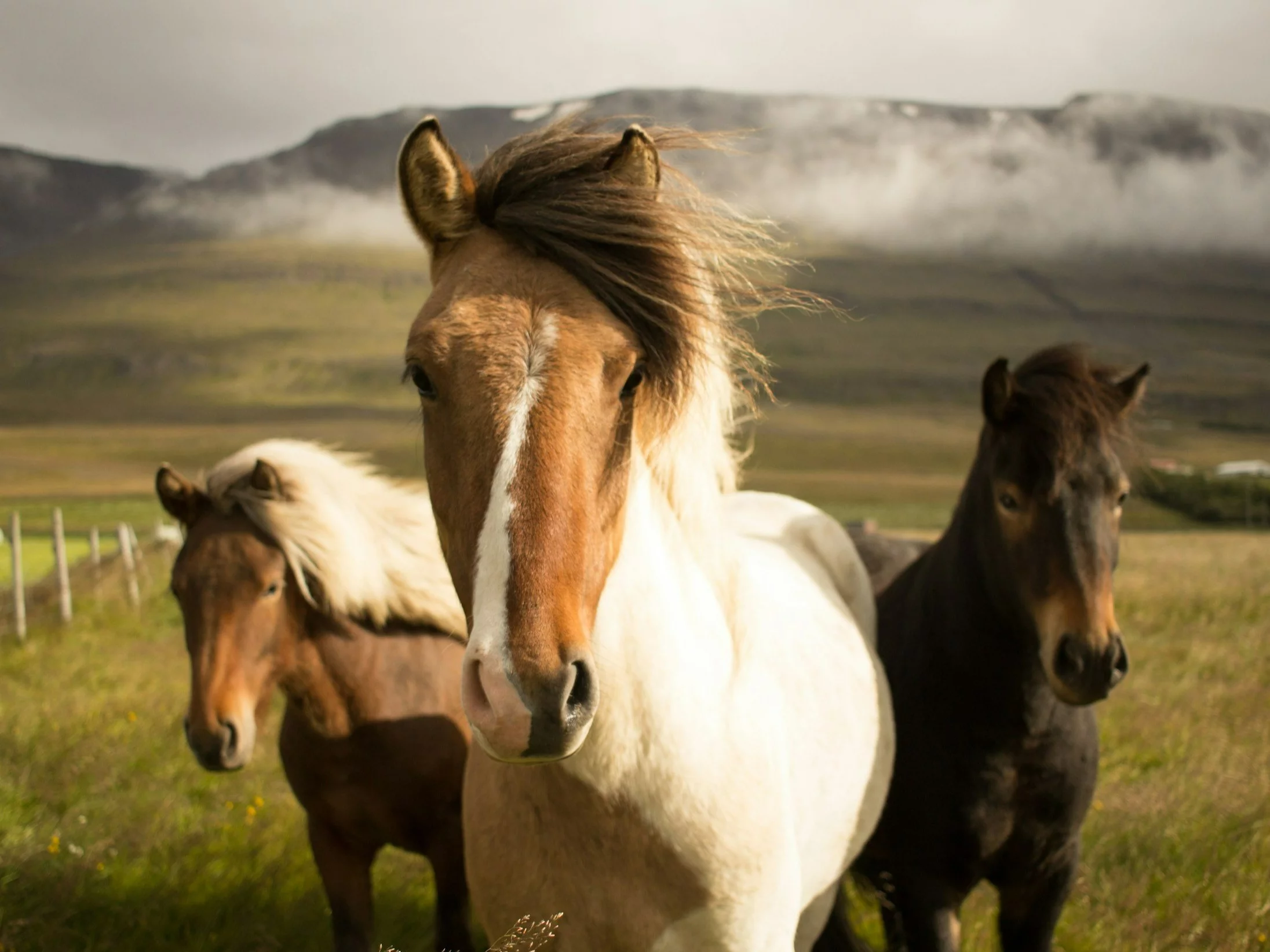 10 przysłów ze zwierzętami. Znasz je wszystkie?
