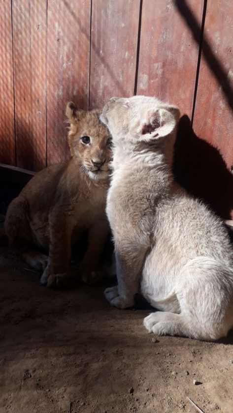 Zwierzęta w ZOO Wojciechów 