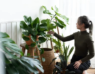 Miniatura: Zaparz herbatkę i wlej do doniczki....